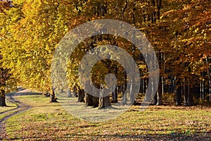 Autumn / Gold Trees in a park