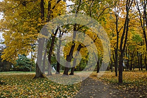 Autumn gold trees in a park