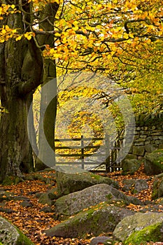 Autumn Gold in Woodland