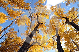Autumn -- Golden Ash and Blue Sky