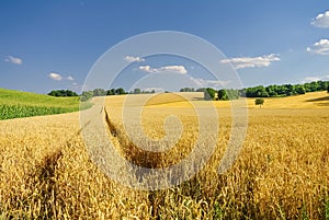 Autumn golden field landscape in Germany