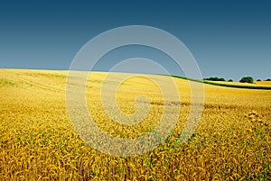 Autumn golden field landscape, gorgeous nature