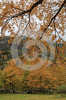 Autunno d'oro foresta 