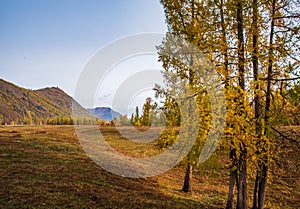 Autumn golden forest in Xinjiang