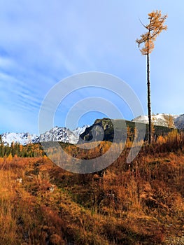 Autumn Golden Grass Meadow with Dried Tall Tee. Snowy Mountains in the Background. Blue Sky..