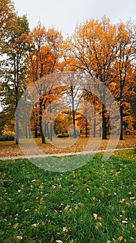 Autumn golden landscape, Park in the city, October