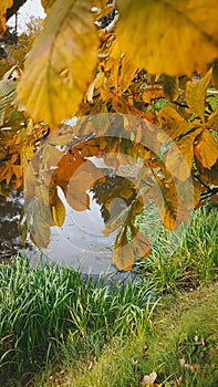 Autumn golden landscape, Park in the city, October