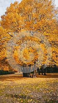 Autumn golden landscape, Park in the city, October