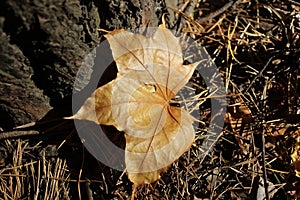 autumn golden leaf in the rays of the sun on a dark wood background, autumn forest. Nature abstract background. Beautiful texture