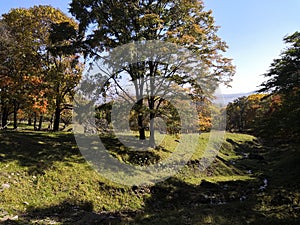 Autumn golden leaves green meadow