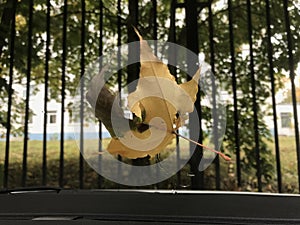 Autumn. Golden maple leaf on the windshield of the car, rain