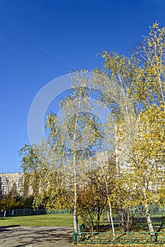 Autumn is Golden in a residential area on a Sunny October day. Moscow, Russia.