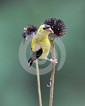 Autumn Goldfinch