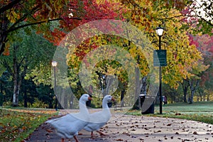 Autumn Geese Crossing in Park 01