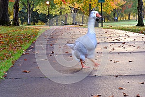 Autumn Goose Crossing in Park 04