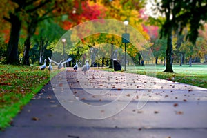 Autumn Geese Crossing in Park 03