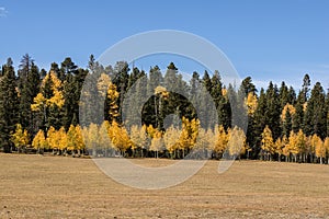 Autumn at Grand Canyon, north rim