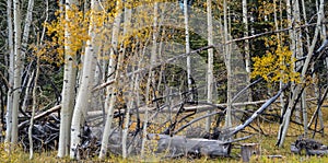 Autumn at Grand Canyon, north rim