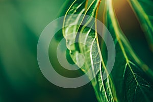 Autumn Grape leaf on grapevine, close-up. macro photo selected focus