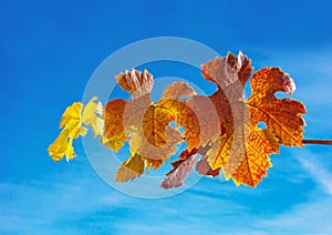 Autumn grape leaves