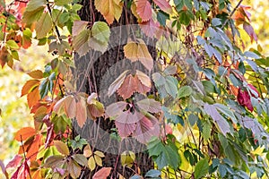 Autumn grape liana red leaves climbing tall trees
