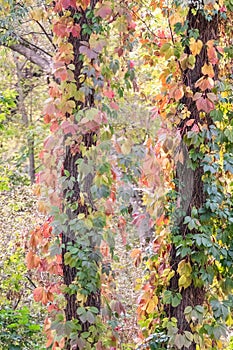 Autumn grape red leaves wrapped around tall trees