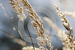 Autumn grass photo