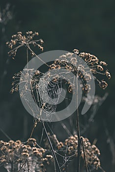 autumn grass bents against dark background with spider webs - vi