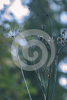 Autumn grass bents against dark background with spider webs - vi