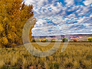 Autumn Grass, Golden Trees, and Puffy Clouds