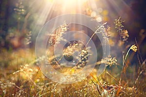 Autumn grass with morning dew in sunlight closeup photo