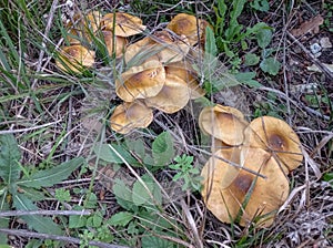 Autumn in the grass mushrooms opyata.