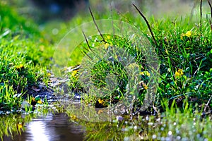 Autumn grass at puddle