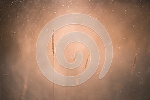 Autumn grass during the rain in the forest at sunset