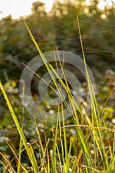 Autumn grass stalks with morning dew drops, a cobweb between the grass
