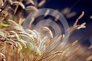 Autumn Grass at Sunset