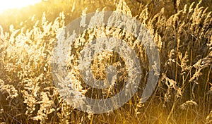 Autumn grass and sunset