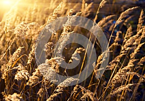 Autumn grass and sunset