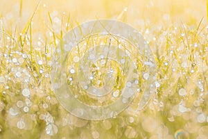 Autumn grass in sunset sunlight. Green yellow orange abstract nature blurred background. Macro, bokeh.