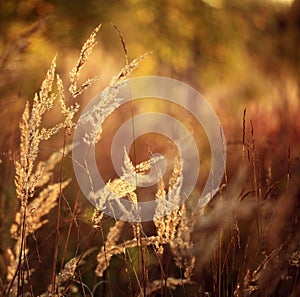 Autumn grass sunset texture background