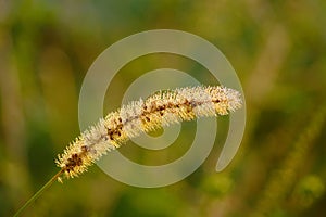 Autumn Grass