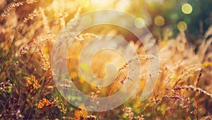 Autumn grass and wildflower background with sunlight. Blurred bokeh background