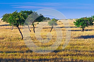 Autumn grassland