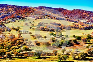 The autumn grassland