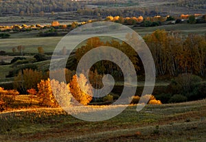 Autumn grassland