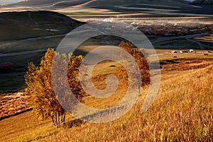 Autumn grassland in morning