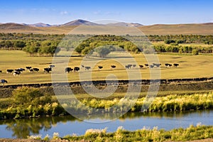 Autumn Grassland View