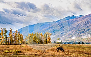 Autumn grassland in Xinjiang