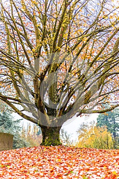 Autumn in grave yard.