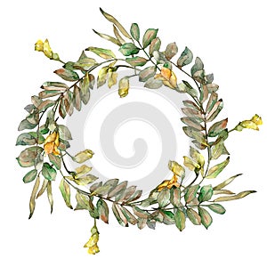 Autumn green acacia leaves. Leaf plant botanical garden floral foliage. Frame border ornament square.